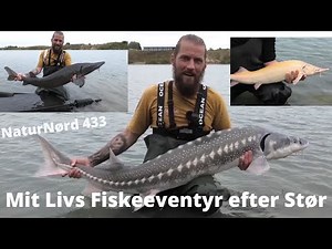 NaturNørd 433. Stør Fiskeri ved Blue Rock!!! 25 Stør på land !!!