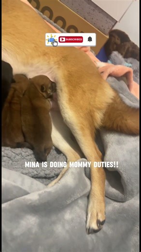 My Shiba Inu Gave Birth Today Watch Till the end to see the puppies! #puppy