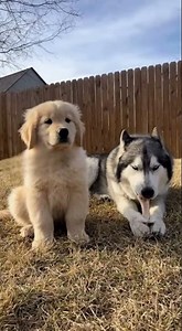 Baby Puppies Playing Together Will Make You Smile #adorable #puppymoments #dogtok