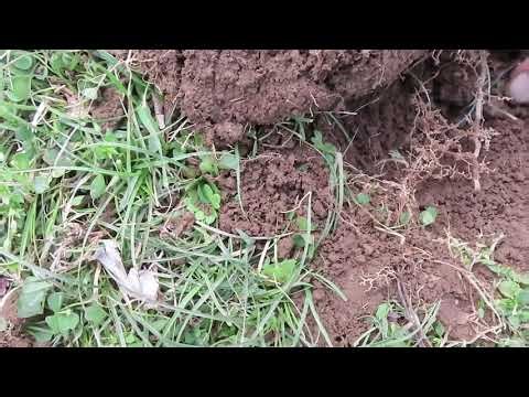 CTX 3030 Stock Coil Demo - 3” Deep Small Gold Ring and Wire - Sweeping the Hard Way