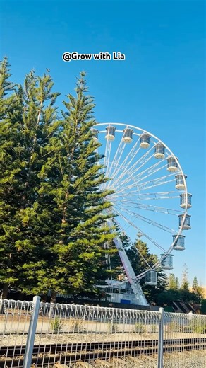 Tourist Wheel 😇 #shortvideo #reels #foryou #tourism #tourist #freo #visitperth #best #youtube