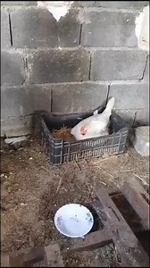 La poule et ses chatons Benin flowers revolution | Agriculteurs Modernes