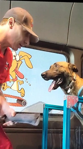 When it's time #rundawg #mobiledoggym #dawgsquad #lasvegas #dogexercise #malinois #dogvideos🐾 | Run Dawg