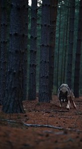 740K views · 18K reactions | Nothing prepares you for a wolf appearing out of the snow. One blink and it’s already closer. Chills.  Yellowstone National Park, USA #Yellowstone #USA #Montana #wolf #snowtrail #winterwildlife #usaforest #animals #shorts | Wild Animal Encounters | Facebook