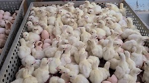 9.7K views · 390 reactions | Look at these beautiful Royal Palm turkeys | Cackle Hatchery | Facebook