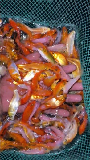Koi Carp