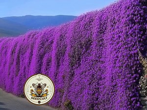 500  Purple Rockcress Seeds, Aubrieta Whitewall Gem, Rock Wall, Ground Cover, Hanging Basket, Aubrieta Hybrida, AU015C - Etsy