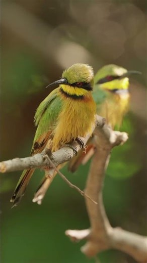 The most colourful bird perch in Africa. #beeeater