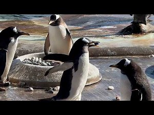 Penguins collecting breeding pebbles painted by kids in hospital | SWNS