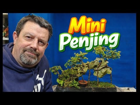 “Small Trees, Big Story: Chinese Elm Penjing
