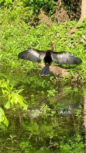 Snake bird drying its wings