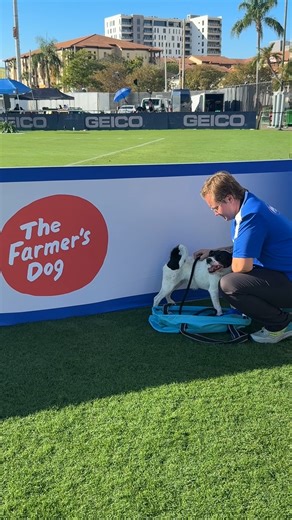 American Kennel Club | We love when disc dogs soar through the air 💫 @thefarmersdog | Instagram