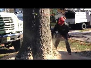 How to flush cut a stump, No wedge, My saw, and a big stump