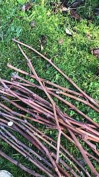 #12 bouturage de la vigne : 2 techniques faciles à faire