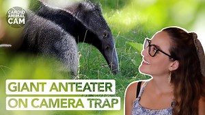 Giant anteaters are native to Central and South America. They are the biggest of the four species of anteaters in the world reaching 2 meters in length. This footage was taken in the Northeast of Argentina, thanks to Augusto Distel, naturist at Rewilding Argentina. Every two weeks Mongabay will bring you a new episode of Candid Animal Cam, so subscribe and hit the bell icon to make sure you never miss a camera trap video again! Read more: https://news.mongabay.com/2021/05/did-you-know-how-many-i
