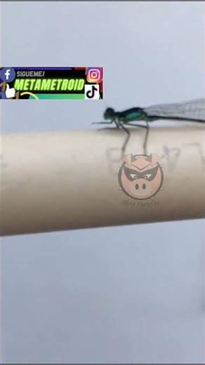 libélula #animales #insecto #volador #vida #naturaleza