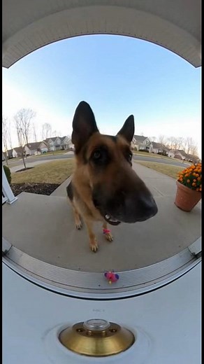 hellooo #funnymoments #baby #snow #memes #funnyreelss #reelschallengereelschallenge #reelschallengereelschallengereelschallengereelschallenge #trendingpost #TopFans #todaybestphotochallenge #army #viralreelschallenge2025viralreelschallengejaiviralreelschallengeviralreelschallenge #viralreelschallenge #fypシ゚viralシfypシ゚viralシalシ | Catsmania