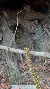 This beautiful Coastal Carpet Python was safely relocated from inside a residence in the South Gold Coast area after it was discovered by a cleaner! | Snake Catchers Brisbane & Gold Coast 0413 028 081