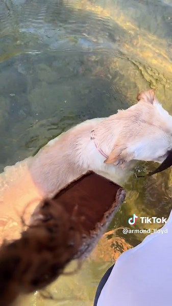 Trying to teach my #puppy sky, how to swim. ❤️ she did great!! #dogsoftiktok #dogdad #waterdog #fyp