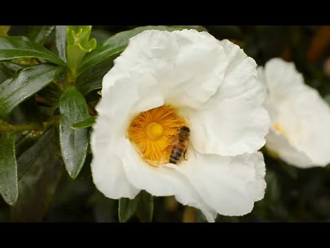 Silence ça pousse Junior - Qu’est-ce que la pollinisation ?