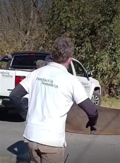 #Ensenada Una inesperada aparición sorprendió a los vecinos de la Isla Santiago. Según se pudo saber, un enorme elefante marino subió a la costa para descansar y revolucionó a la zona. Un vecino aseguró que el animal fue visto “ayer a la tarde” y “andaba por ahí, en la zona del puente levadizo que va a la isla” desde Avenida Almirante Brown. Al observarlo, se comunicaron con Fauna Silvestre bonaerense para saber cómo proceder. Finalmente, esta tarde se acercó personal de Fauna, guardaparques y d