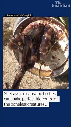 Blue-ringed octopus found in beer can in Melbourne beach