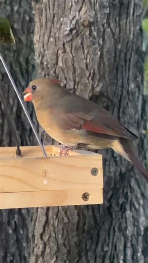 22 reactions · 8 comments | Just spotted a beautiful female cardinal happily munching on her meal! Her vibrant feathers and cheerful chirps make the perfect backdrop for a cozy autumn day. Nature’s little joys remind us to savor every moment! ❤️ #BirdWatching #NatureLovers #CardinalJoy | Gha Robertson | Facebook