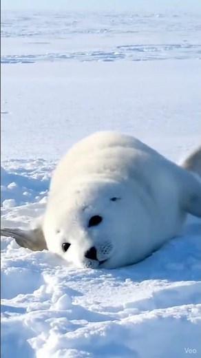 Tiny Seal Pup Relaxing on the Arctic Snow ❄️ #seal #cute