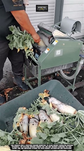 Washing harvested radish using Worktool washer machine