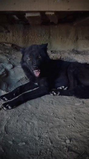 115K views · 5.2K reactions | Black wolfpack . . #wolf #wolfdog #wolves #dogs #wolfdog #wolfgirl #animal #wildanimal #snowwolf #animals #roar #pet #homies #bravo #americanwolf #life #morningwolf #native #nativeculture #wolfcommunity #wolfdogpuppy #lonewolf #siberianwolf #wolfdoggy #wolflove #highcontentwolf #wolfdoglove #wolfdogclub #wolfdoghybrid #americanwolfdog | Wolf lovers world | Facebook