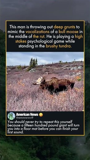 TALKING TO A BULL MOOSE