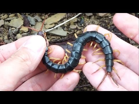 How to catch a giant centipede without getting bitten