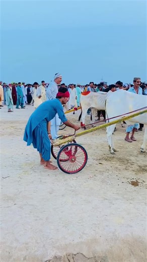 Exciting Bull Race in Pakistan: A Cultural Showcase