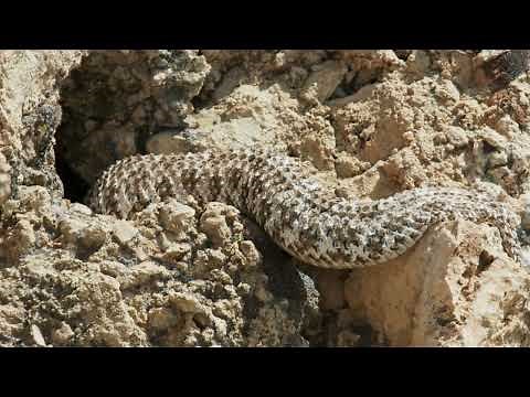 Spider-tailed horned viper
