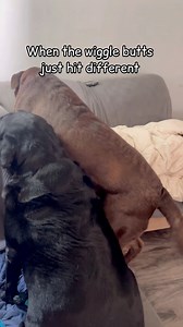 Wiggle wiggle wiggle #funnyvideo #funnydogs #dogdance #humor #lablife | Winston, Rutledge and Reggie the funny Labs