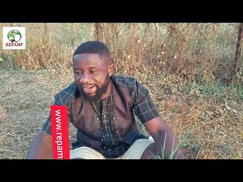 GOOSE GRASS (paragis Grass) Benefits & use