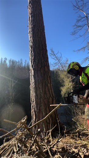 Logger Life: Insights into Forest Work