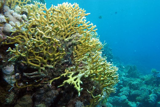 How to treat a fire coral sting