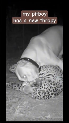 my pitboy has a new throphy