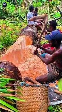 They’re Eating a Palm Tree? The Truth Behind Those White Balls!
