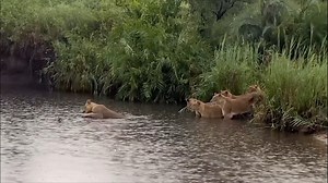2025.3.13 Singita 曼海尼狮群捕牛 牛躲在河中央 吃一顿牛肉不容易