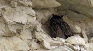 Het geluid van de oehoe - Vroege Vogels - BNNVARA