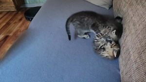 Ene, Mene und Muh grüßen aus dem Homeoffice und strecken die Fühler nach einem neuen Zuhause aus. Mehr Infos unter: https://www.comedius-cloud2.de/webs/ssl/webs/comedius_presenter/design/tsv_koblenz_standard_10001_ssl.php?f_mandant=tsvkoblenz_65243e3&f_bereich=Tiervermittlung Katzen&f_seite_max_ds=10&f_aktuelle_seite=2&f_aktueller_ds=114585&f_aktueller_ds_select=10&f_e_suche=&f_funktion=Detailansicht | Tierheim Koblenz