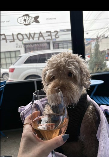 Stan's Supermodel Day in New York City with His Cockapoo
