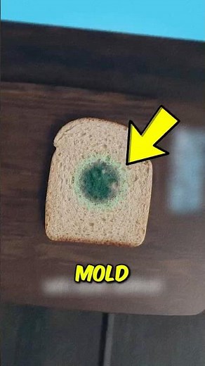 Why You Shouldn’t Eat Moldy Food ⚠️
