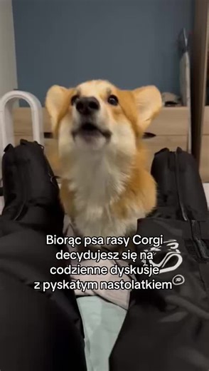 Pyskuje i pyskuje! #corgi #funnycorgi