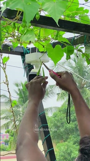 மொட்டைமாடில இவ்ளோ பெரிய பாம்பா😮 ??? கண்டிப்பா நீங்களும் வளர்க்கலாம்...😂 #gardening #garden #food