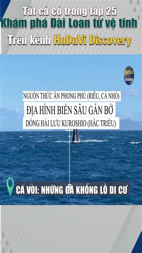 Tại sao sinh vật bậc nhất đại dương tụ hội ở bờ đông Đài Loan? | HuDuVi discovery