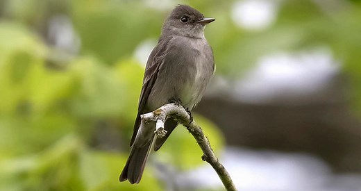 Western Wood-Pewee Identification, All About Birds, Cornell Lab of Ornithology