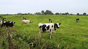Group Cows Eating Grass Stock Footage Video (100% Royalty-free) 10442891 | Shutterstock